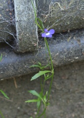 lobelia erinus